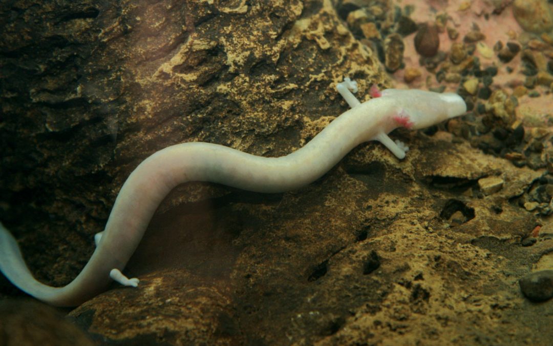 ZAKLJUČILI TUDI LETOŠNJE TEKMOVANJE IZ BIOLOGIJE